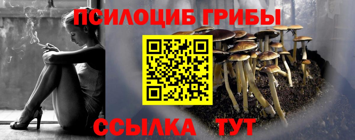 Псилоцибиновые грибы Psilocybe Электросталь